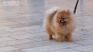 Đir po gradu, subotnja špica 16. veljače 2019. Đir po gradu, subotnja špica 16. veljače 2019.