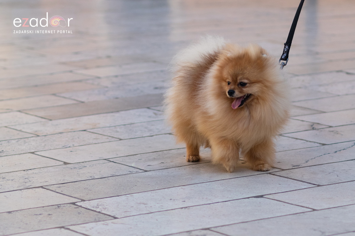 Đir po gradu, subotnja špica 16. veljače 2019. Đir po gradu, subotnja špica 16. veljače 2019.