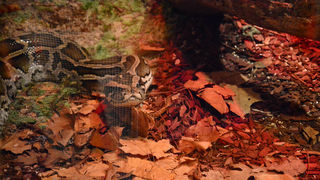 Otvorenje izložbe “Zmije – opasna ljepota”, foto: Iva Perinčić Otvorenje izložbe “Zmije – opasna ljepota”, foto: Iva Perinčić