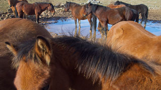 Libinje: Velebitski divlji konji, Foto: Leo Banić