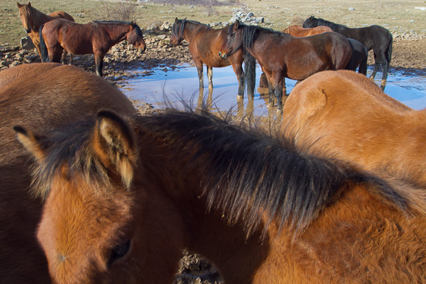 Libinje: Velebitski divlji konji, Foto: Leo Banić