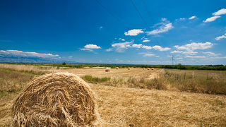 Zlatno žito Dalmacije, slama, foto: Leo Banić