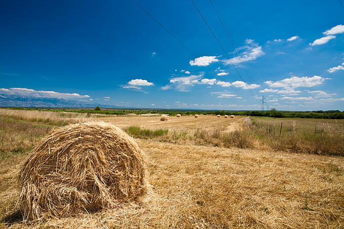 Zlatno žito Dalmacije, slama, foto: Leo Banić