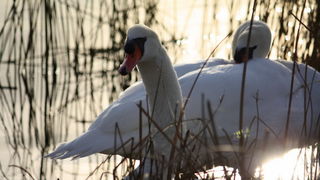 Đir uz Vransko jezero, Foto: Iva Perinić Đir uz Vransko jezero, Foto: Iva Perinić