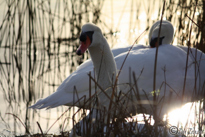 Đir uz Vransko jezero, Foto: Iva Perinić Đir uz Vransko jezero, Foto: Iva Perinić