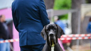 16. Međunarodna izložba pasa CACIB Zadar – Prvak prvaka 2016. 16. Međunarodna izložba pasa CACIB Zadar – Prvak prvaka 2016.