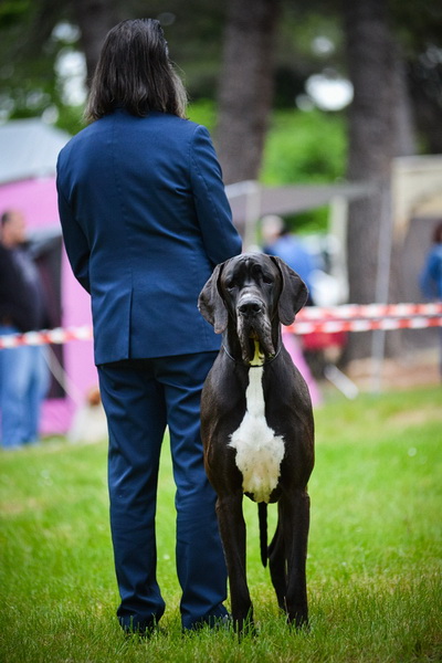 16. Međunarodna izložba pasa CACIB Zadar – Prvak prvaka 2016. 16. Međunarodna izložba pasa CACIB Zadar – Prvak prvaka 2016.
