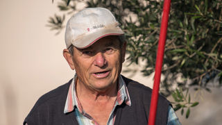 Berba maslina u Lunu, foto: V. Pesic