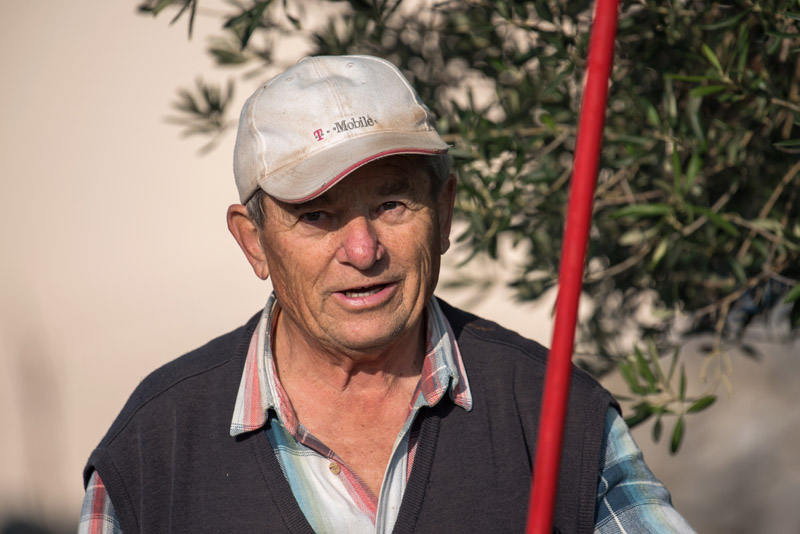 Berba maslina u Lunu, foto: V. Pesic