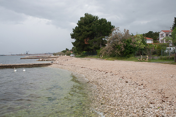 Labudovi u Bibinjama 6. svibnja 2013. Foto: Leo banić Labudovi u Bibinjama 6. svibnja 2013. Foto: Leo banić