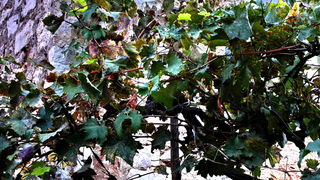 Iške crtice u objektivu Leonarda Kvarantana