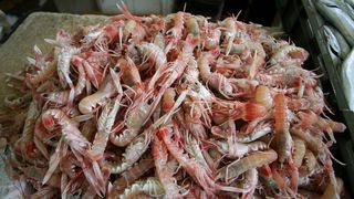Škampi 70 kn/kg