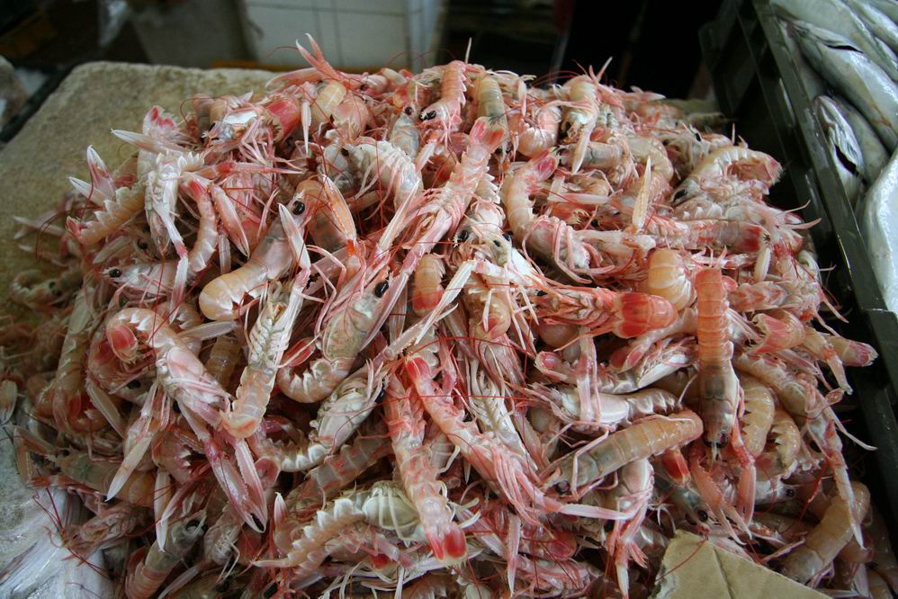 Škampi 70 kn/kg