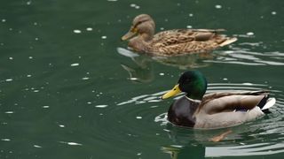Skradinski buk – Jesenska idila u Nacionalnom parku Krka. Photo: Hrvoje Jelavic/PIXSELL Skradinski buk – Jesenska idila u Nacionalnom parku Krka. Photo: Hrvoje Jelavic/PIXSELL
