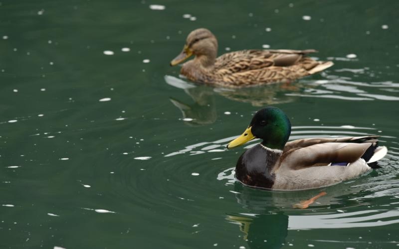 Skradinski buk – Jesenska idila u Nacionalnom parku Krka. Photo: Hrvoje Jelavic/PIXSELL Skradinski buk – Jesenska idila u Nacionalnom parku Krka. Photo: Hrvoje Jelavic/PIXSELL