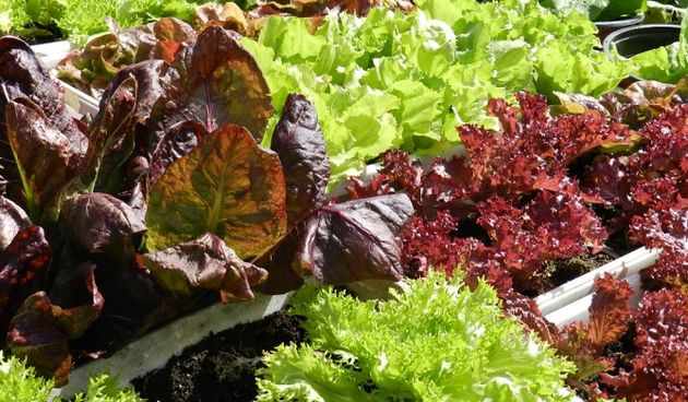 Salata, vrt, foto: organskivrt.com