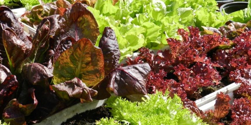 Salata, vrt, foto: organskivrt.com