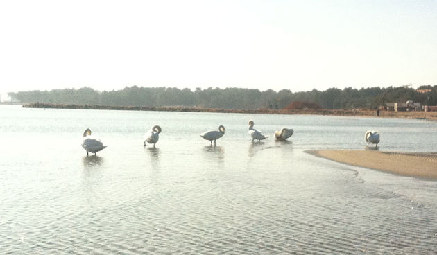 Labudovi na otoku Viru