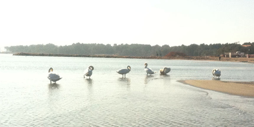 Labudovi na otoku Viru Labudovi na otoku Viru