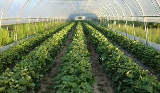 Poljoprivreda, plastenik