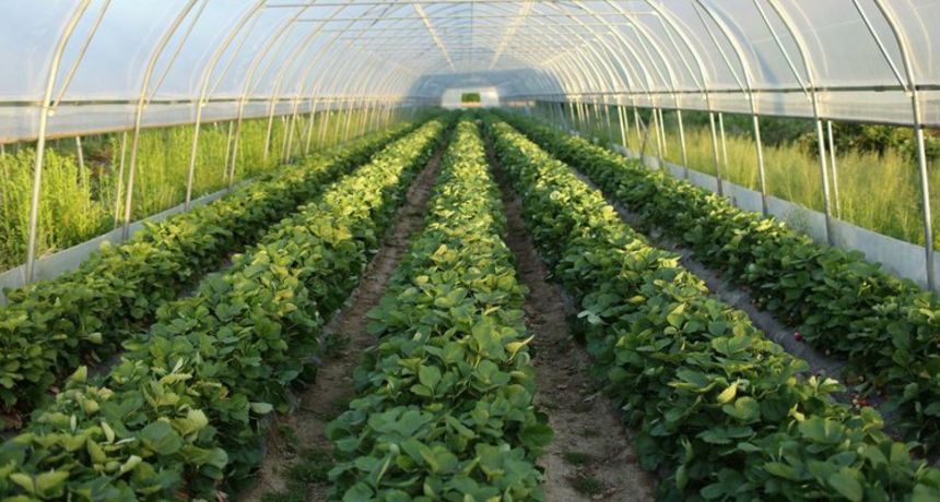 Poljoprivreda, plastenik Poljoprivreda, plastenik