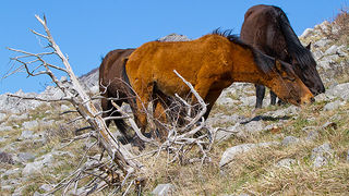 Divlji konji na Velebitu, foto: Leo Banić
