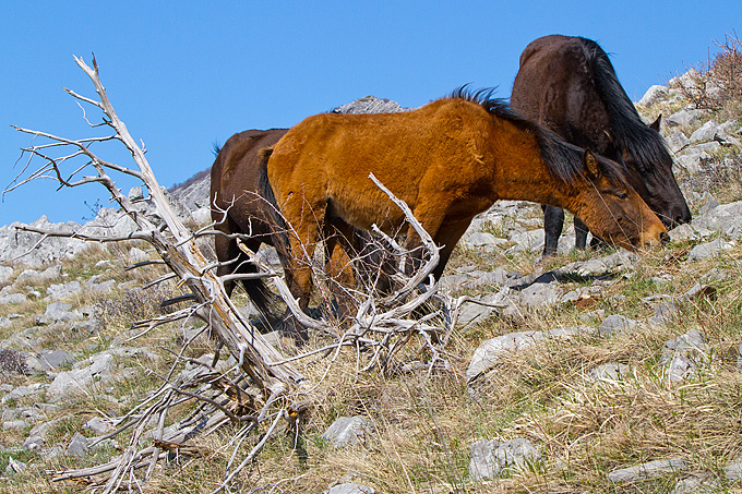Divlji konji na Velebitu, foto: Leo Banić