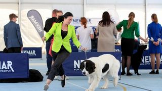 Međunarodna izložba pasa CACIB 2023