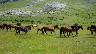Velebit: Konji u Libinju