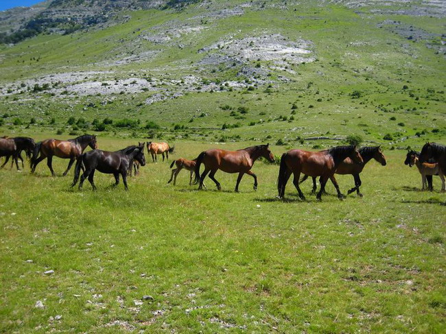 Velebit: Konji u Libinju