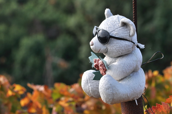 Zadar, 021111
Uz cestu koja vodi od Zadra prema Razancu moze se vidjeti jedan od sigurno najneobicnijih vinograda na svijetu. Umjesto uobicajenih strasila, vinograd cuvaju ogromni plisani medvjedi , lutke, barbike i raznorazne druge igracke i predmeti.
Fo Zadar, 021111
Uz cestu koja vodi od Zadra prema Razancu moze se vidjeti jedan od sigurno najneobicnijih vinograda na svijetu. Umjesto uobicajenih strasila, vinograd cuvaju ogromni plisani medvjedi , lutke, barbike i raznorazne druge igracke i predmeti.
Fo