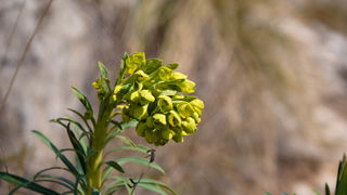 Šetnjica poučnom stazom sv. Leopolda Mandića, Mosor, foto: Darko Belančić