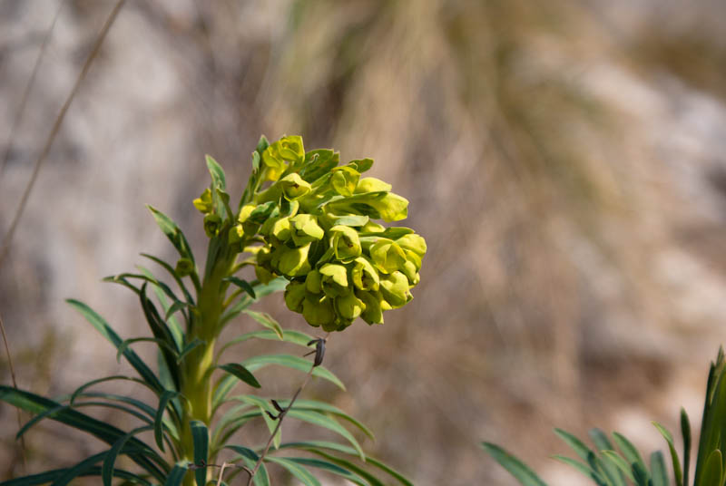 Šetnjica poučnom stazom sv. Leopolda Mandića, Mosor, foto: Darko Belančić