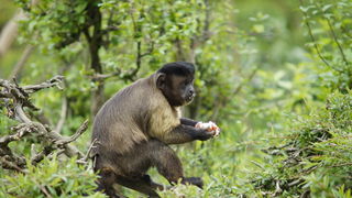Zagreb, 080412.
U Zooloskom vrtu grada Zagreba neke od zivotinja tradicionalno su bile pocascene uskrsnim jajima. U sarenim pisanicama uzivali su lemuri, smedji kapucini, nosati rakuni, grivasti vukovi i ogrlicaste pekarije.
Na fotografiji: Smedji kapucin Zagreb, 080412.
U Zooloskom vrtu grada Zagreba neke od zivotinja tradicionalno su bile pocascene uskrsnim jajima. U sarenim pisanicama uzivali su lemuri, smedji kapucini, nosati rakuni, grivasti vukovi i ogrlicaste pekarije.
Na fotografiji: Smedji kapucin