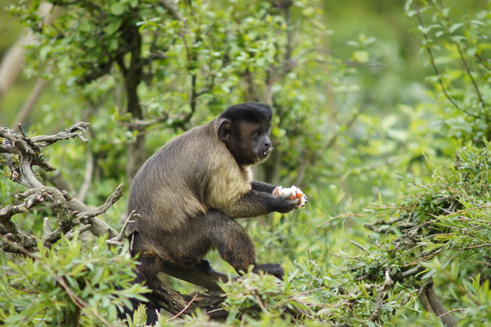 Zagreb, 080412.
U Zooloskom vrtu grada Zagreba neke od zivotinja tradicionalno su bile pocascene uskrsnim jajima. U sarenim pisanicama uzivali su lemuri, smedji kapucini, nosati rakuni, grivasti vukovi i ogrlicaste pekarije.
Na fotografiji: Smedji kapucin Zagreb, 080412.
U Zooloskom vrtu grada Zagreba neke od zivotinja tradicionalno su bile pocascene uskrsnim jajima. U sarenim pisanicama uzivali su lemuri, smedji kapucini, nosati rakuni, grivasti vukovi i ogrlicaste pekarije.
Na fotografiji: Smedji kapucin