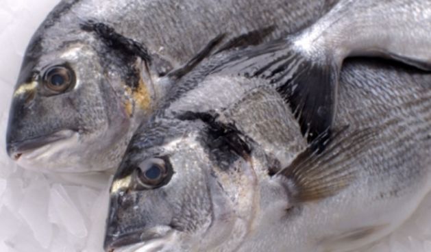 orada, Cromaris, foto: www.poslovni-savjetnik.com