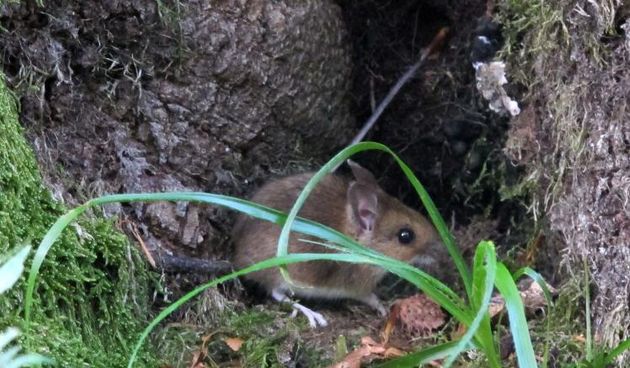 Zagreb: povećan broj slučajeva “mišje groznice”, foto: pixsell.hr
