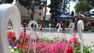 Sveti Filip i Jakov: 11. Dani cvijeca Zadarske zupanije, Foto: Martin Brkljaca Sveti Filip i Jakov: 11. Dani cvijeca Zadarske zupanije, Foto: Martin Brkljaca