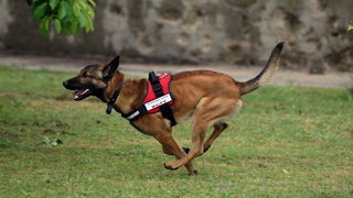 Zadar, 060513.
Vatrogasni dom Zadar.
Pokazna vjezba vatrogasaca povodom obiljezavanja Dana vatrogasaca i njihova zastitnika Svetog Florijana.
Na fotografiji: potrazni pas.
Foto: Jure Miskovic / CROPIX Zadar, 060513.
Vatrogasni dom Zadar.
Pokazna vjezba vatrogasaca povodom obiljezavanja Dana vatrogasaca i njihova zastitnika Svetog Florijana.
Na fotografiji: potrazni pas.
Foto: Jure Miskovic / CROPIX