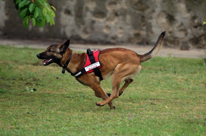 Zadar, 060513.
Vatrogasni dom Zadar.
Pokazna vjezba vatrogasaca povodom obiljezavanja Dana vatrogasaca i njihova zastitnika Svetog Florijana.
Na fotografiji: potrazni pas.
Foto: Jure Miskovic / CROPIX Zadar, 060513.
Vatrogasni dom Zadar.
Pokazna vjezba vatrogasaca povodom obiljezavanja Dana vatrogasaca i njihova zastitnika Svetog Florijana.
Na fotografiji: potrazni pas.
Foto: Jure Miskovic / CROPIX