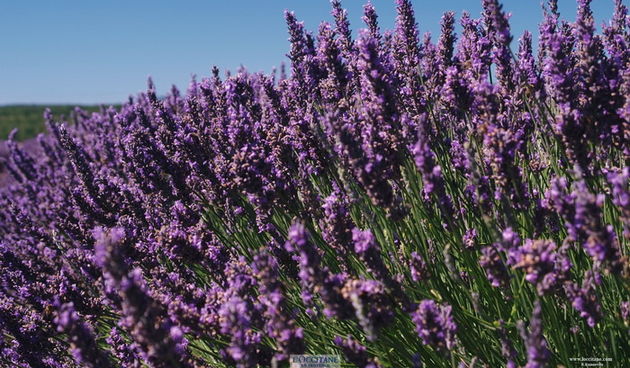 L’Occitane en Provence