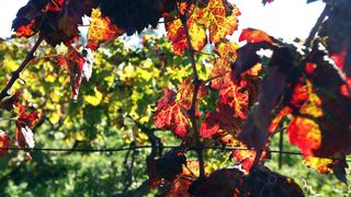 Boje jeseni u vinogradu Boje jeseni u vinogradu