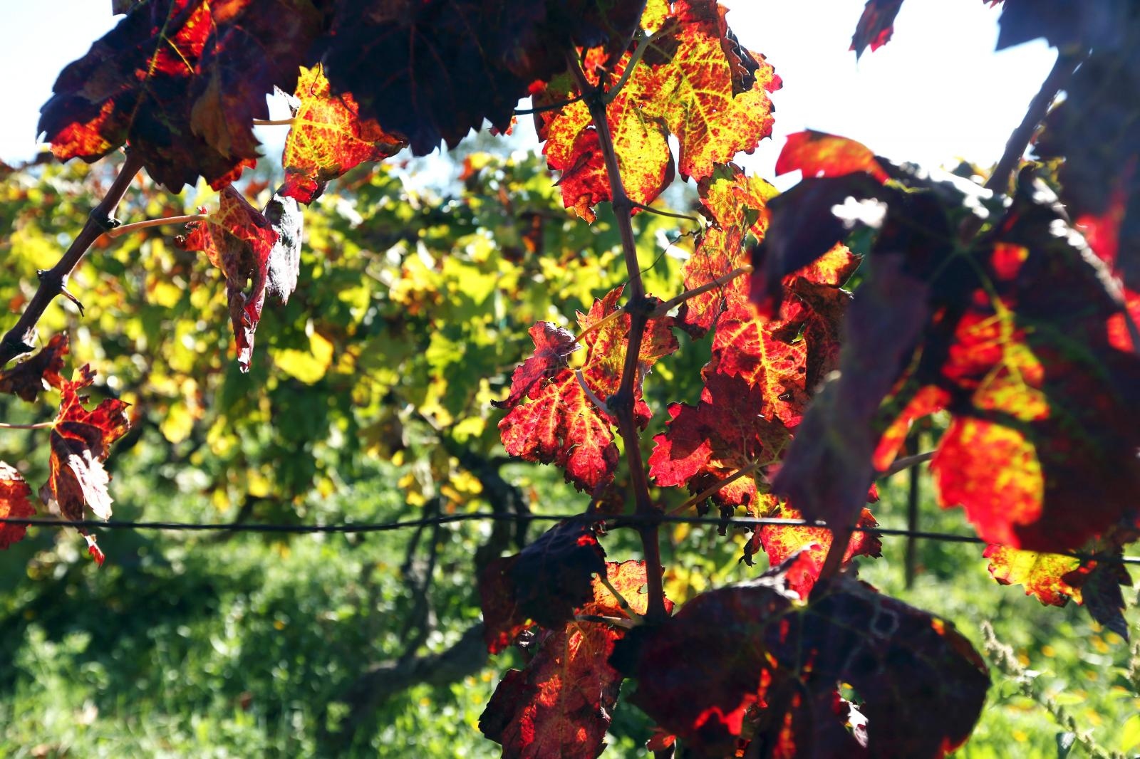 Boje jeseni u vinogradu Boje jeseni u vinogradu