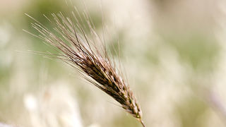 Zlatno žito Dalmacije, slama, foto: Leo Banić