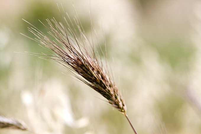 Zlatno žito Dalmacije, slama, foto: Leo Banić