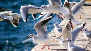 Zadarski galebovi (foto:Saša Čuka)