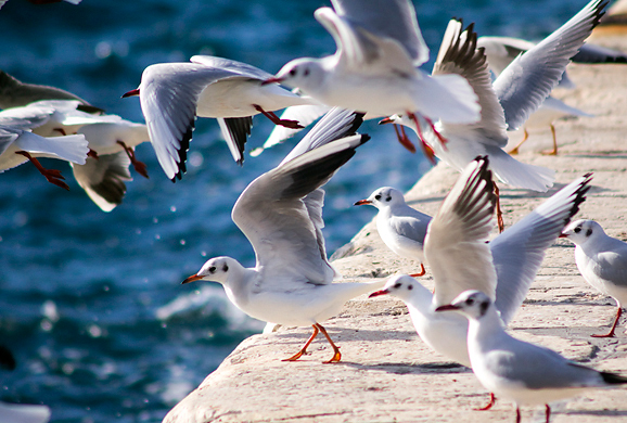 Zadarski galebovi (foto:Saša Čuka)