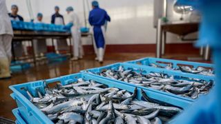 Predsjednik Milanović posjetio je tvrtku Mardešić u Salima