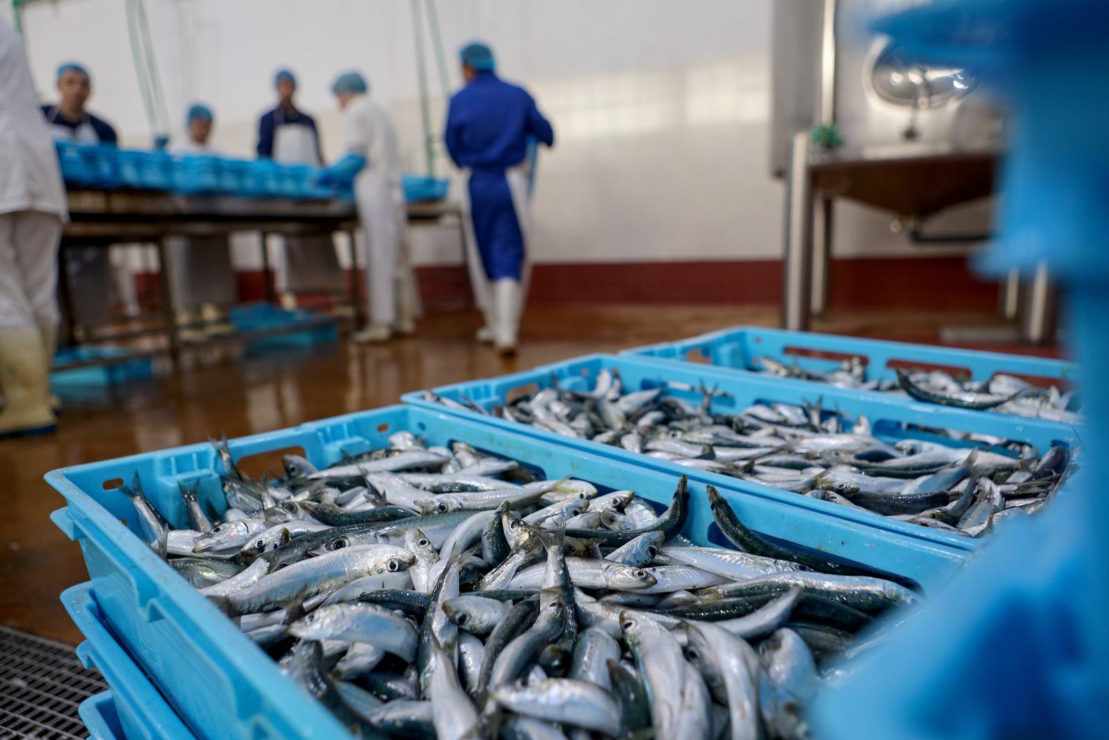 Predsjednik Milanović posjetio je tvrtku Mardešić u Salima