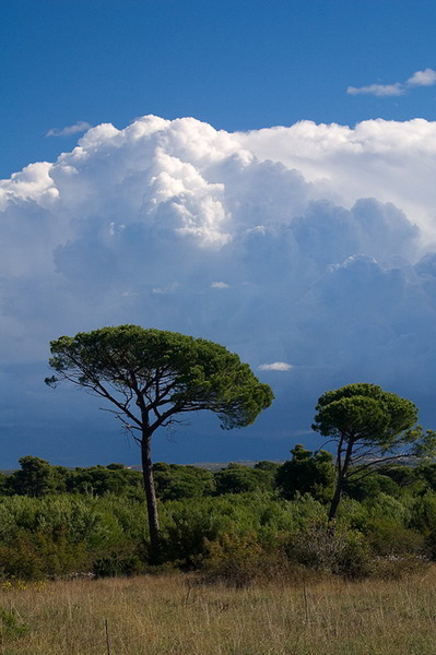 Krajolici zadarskog zaledja